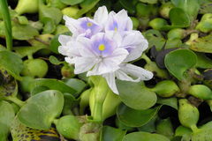 Eichhornia crassipes